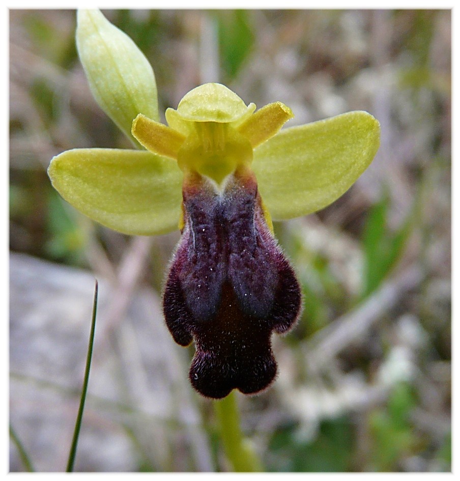 Ophrys lupercalis (gruppo O. fusca)